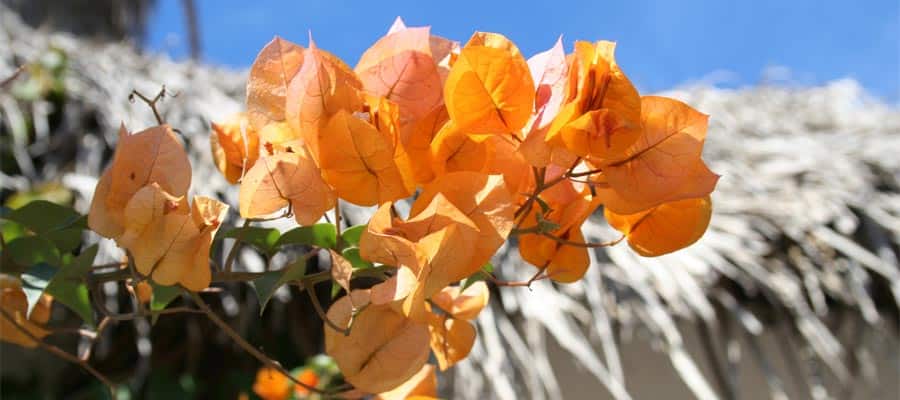 Orange flowers on your Mazatlan cruise